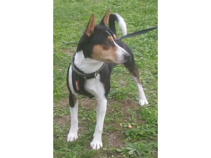 Rat Terrier Seegmillers Floke billede 0