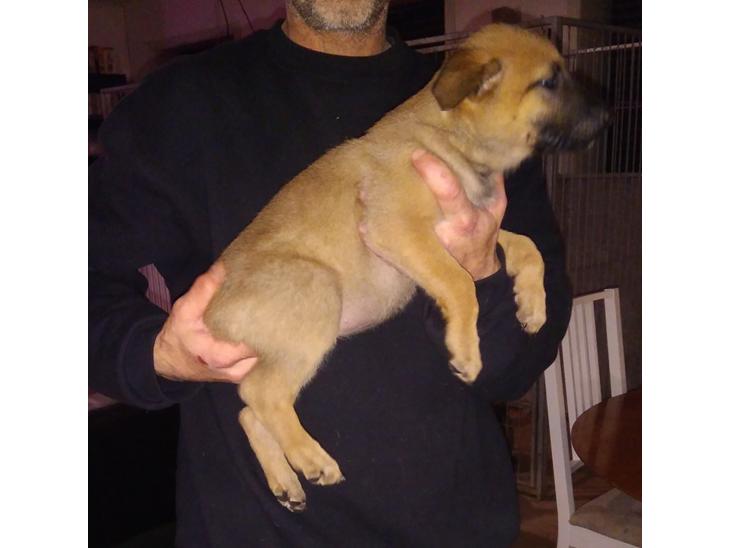Malinois Hvalpe billede 0