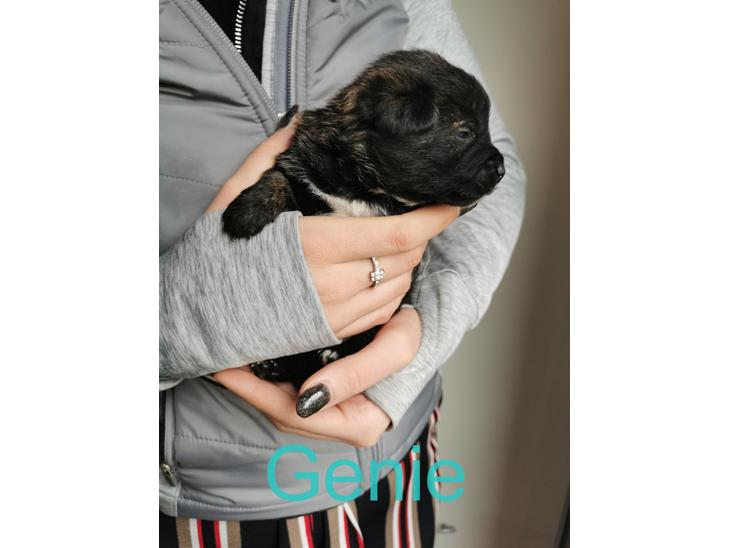 {{currentPhoto.altText}} billede {{currentPhoto.number}}