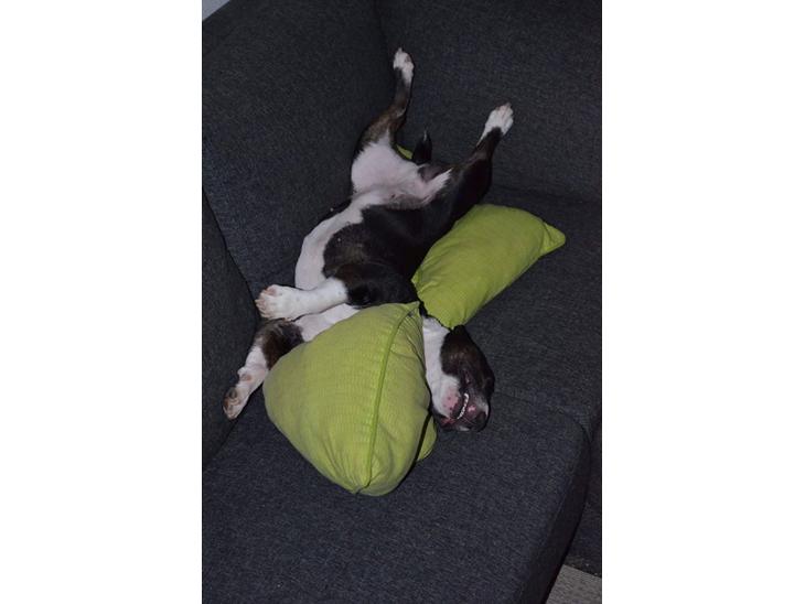 Bullterrier miniature Juno billede 0