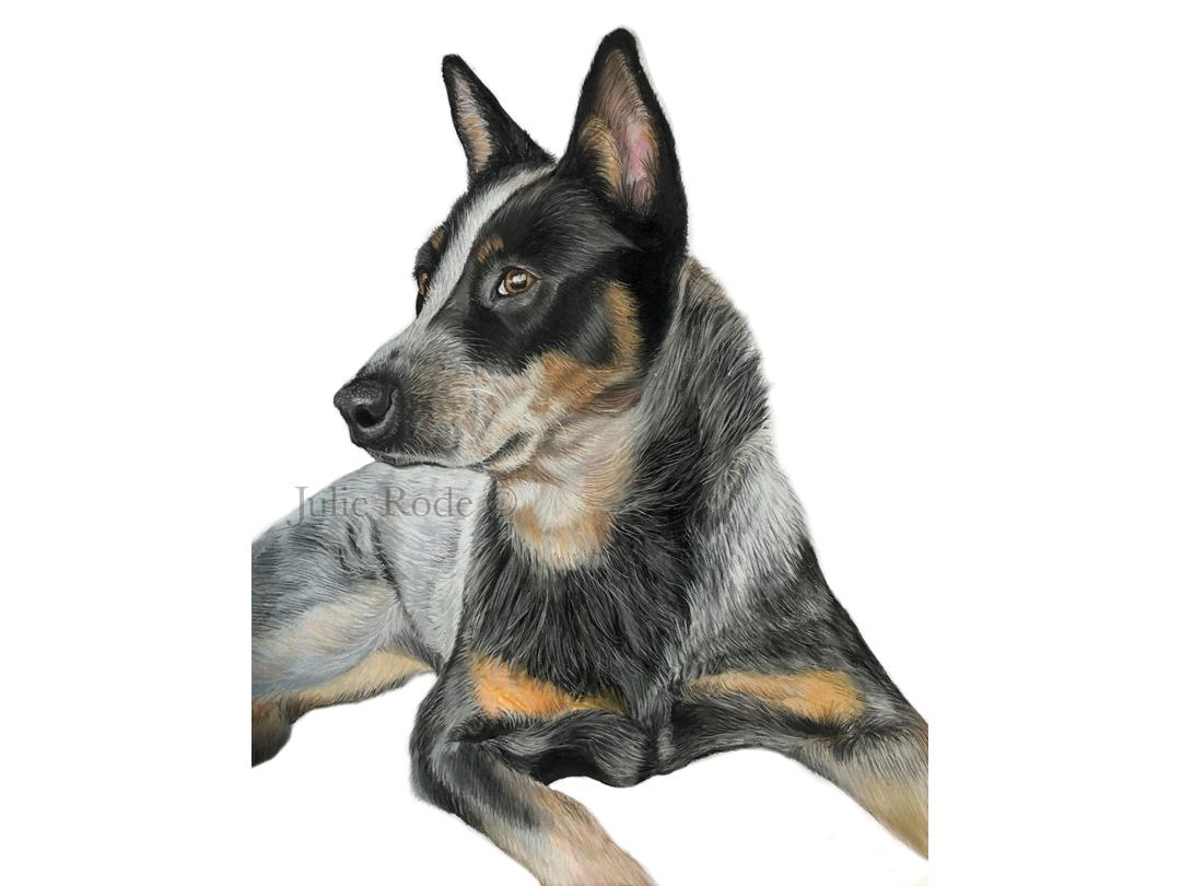 Portræt af hund - 789 - tegninger og billeder
