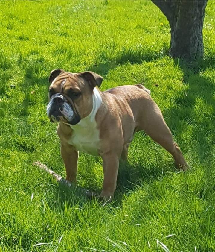 omplacering af hunde omplacering af hunde