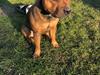 Staffordshire Bull terrier tilbydes til avl