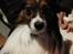 Papillon Peter