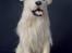 Uldhunde