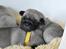 Mops Hvalpe