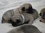 Mops Hvalpe