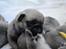 Mops Hvalpe