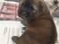 Chow chow hvalpe