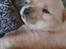 Chow chow hvalpe