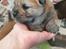 Chow chow hvalpe