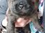 Chow chow hvalpe