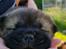 Chow chow chow chow hvalpe