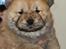 Chow chow chow chow hvalpe