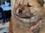 Chow chow chow chow hvalpe