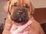 Blanding af racer Cane corso/doque de bordeaux