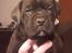 Blanding af racer Cane corso/doque de bordeaux