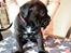 Blanding af racer Cane corso/doque de bordeaux