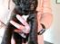 Blanding af racer Cane corso/doque de bordeaux
