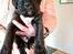 Blanding af racer Cane corso/doque de bordeaux