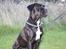 Blanding af racer Cane corso/doque de bordeaux