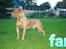 Blanding af racer Cane corso/doque de bordeaux