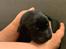 Labrador retriever Formel 1 Hvalpe