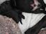 Labrador retriever Formel 1 Hvalpe