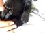 Labrador retriever Formel 1 Hvalpe