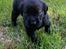 Labrador retriever Formel 1 Hvalpe