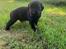 Labrador retriever Formel 1 Hvalpe