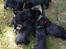 Labrador retriever Formel 1 Hvalpe