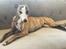 Whippet J K`s