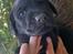 Labrador retriever Formel 1 Hvalpe