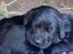 Labrador retriever Formel 1 Hvalpe