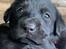 Labrador retriever Formel 1 Hvalpe