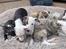 Whippet J K`s