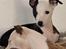Whippet J K`s