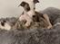 Whippet J K`s