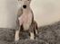 Whippet J K`s