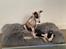 Whippet J K`s