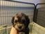 Puddel/shihtzu hvalpe