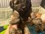 Puddel/shihtzu hvalpe