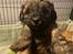 Puddel/shihtzu hvalpe