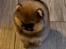 Pomeranian Kaiser