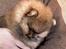 Pomeranian Kaiser