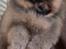 Pomeranian Kaiser