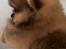 Pomeranian Kaiser