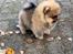 Pomeranian Kaiser