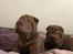 Shar pei hvalpe